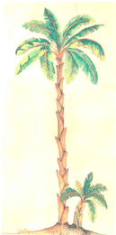 Banana Palm 2